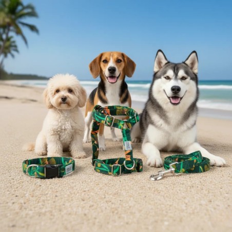 Arashi harness – Buy at Gecodart