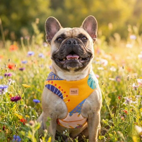 Colibri comfort harness – Buy at Gecodart