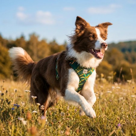 Harnais confort Arashi – Acheter chez Gecodart