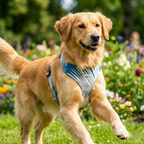 Kabira Comfort Harness